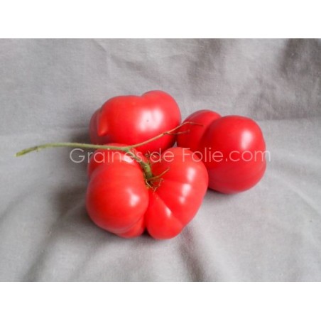 Tomate Géante BELGE