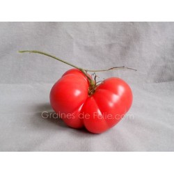 Tomate Géante BELGE