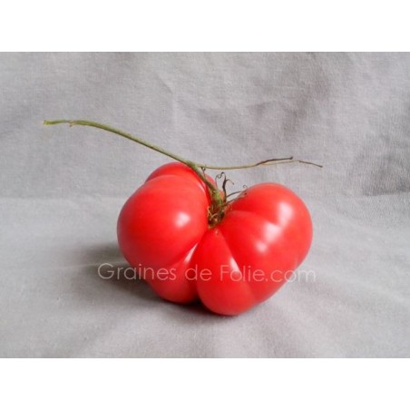 Tomate Géante BELGE