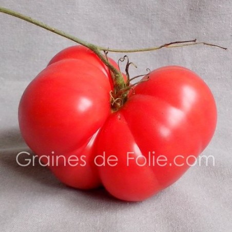 Tomate GEANTE BELGE ROSE