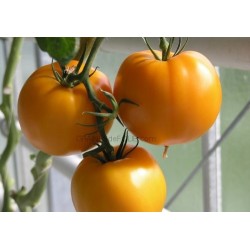 « JUBILEE » Tomate jaune/orange