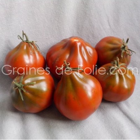 Tomate BLACK TRUFFLE