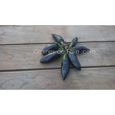 Piment JALAPENO VIOLET graines