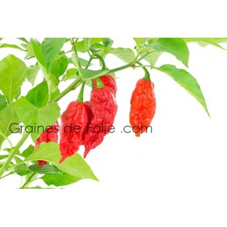 Piment BHUT JOLOKIA Graines pepper seeds Piment BHUT JOLOKIA Graines pepper seeds