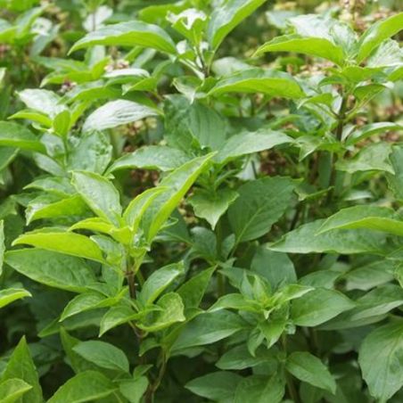 graines seeds semilla semi samen zaden Basilic Sacré OCIMUM SANCTUM