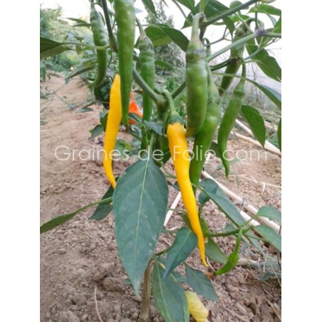 Piment CAYENNE JAUNE