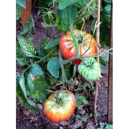 « PONDEROSA ROSE » Tomate rose