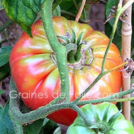 Tomate PONDEROSA ROSE