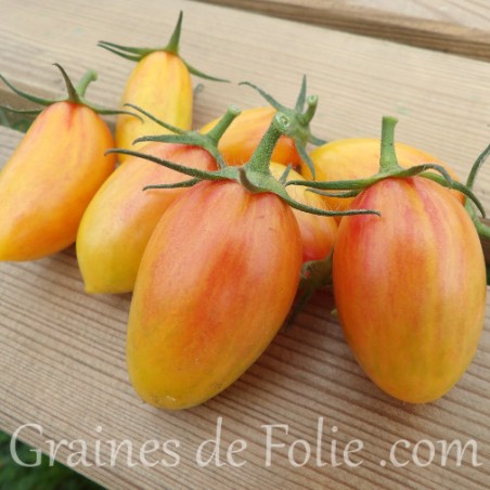 Graines semences certifiée bio AB de tomate flammée blush. Petite tomate parfaite!