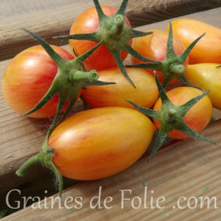 Graines semences certifiée bio AB de tomate flammée blush. Petite tomate parfaite!