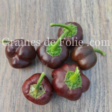  POIVRON MINI BELL CHOCOLAT GRAINES de FOLIE semences AB