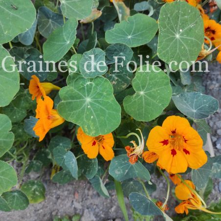 CAPUCINE LADYBIRD GOLD fleurs