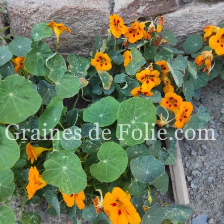 CAPUCINE LADYBIRD GOLD semences
