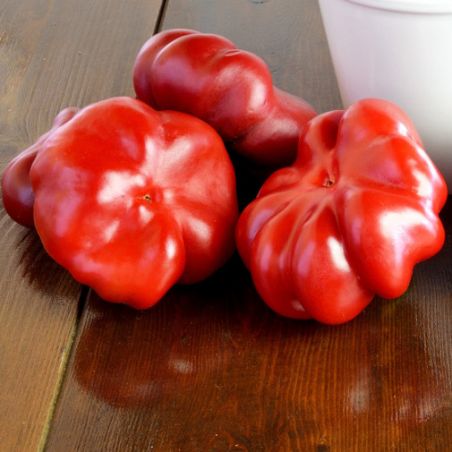 POIVRON TOPEPO ROSSO variété ancienne Italienne