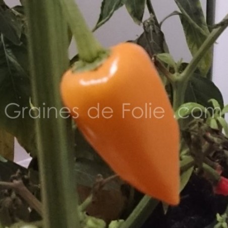 Piment JALAPENO ORANGE Graines pepper seeds chili zaden samen