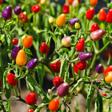 BIO PIMENT 5 COULEURS petit piment fort très décoratif