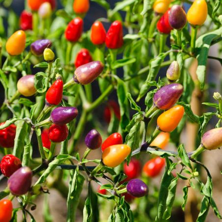 PIMENT 5 COULEURS capsicum chinense graines semences seeds zaden samen semi
