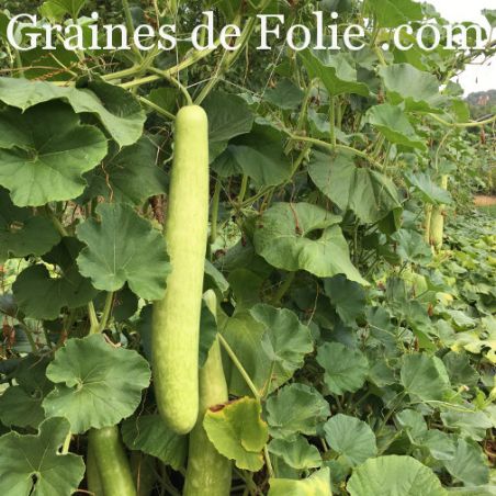Courge MASSUE d'HERCULE graines semences bio