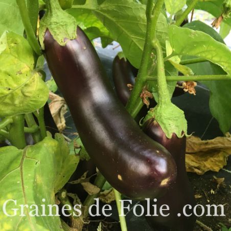 AUBERGINE DIAMOND graines semences bio