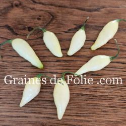 PIMENT BIQUINHO variété rare, blanche et très forte du célèbre du piment petit bec