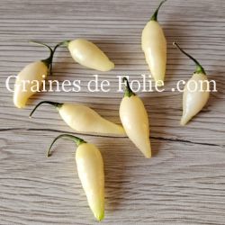 PIMENT BIQUINHO BLANC variété brésilienne et productive