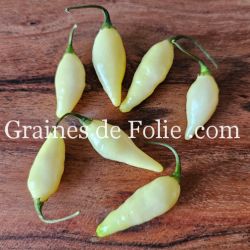 PIMENT BIQUINHO BLANC semences BIO