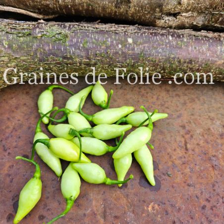  PIMENT BIQUINHO WHITE graines seeds samen zaden semi semilla pepper hot chili
