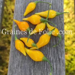 PIMENT BIQUINHO PETIT BEC JAUNE graines semences certifiées AB