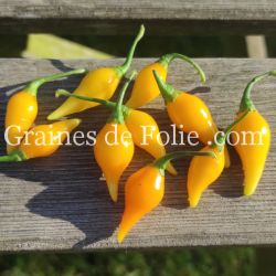 PIMENT BIQUINHO PETIT BEC JAUNE graines seeds samen zaden semi semilla pepper