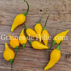 PIMENT BIQUINHO PETIT BEC JAUNE graines seeds samen zaden semi semilla pepper