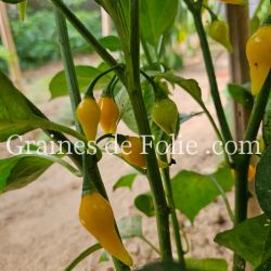 PIMENT BIQUINHO PETIT BEC JAUNE graines seeds samen zaden semi semilla pepper