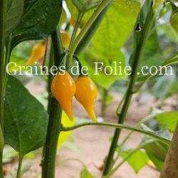 PIMENT BIQUINHO PETIT BEC JAUNE graines seeds samen zaden semi semilla pepper