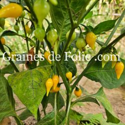 PIMENT BIQUINHO PETIT BEC JAUNE sur plant