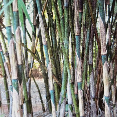 BAMBOU non traçants Fargesia Yunnanensis seeds samen zaden semi semilla graines semences bamboo bambus