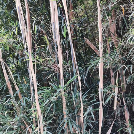 BAMBOU Fargesia south yunnan