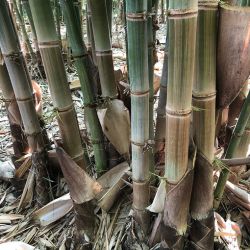 BAMBOU Dendrocalamus Asper