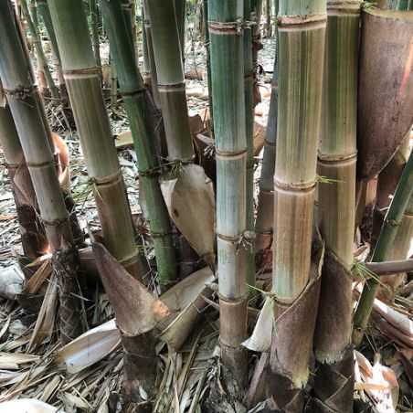BAMBOU Dendrocalamus Asper