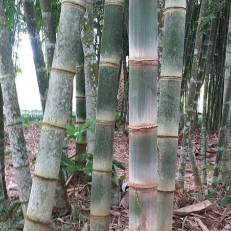 BAMBOU Dendrocalamus Asper