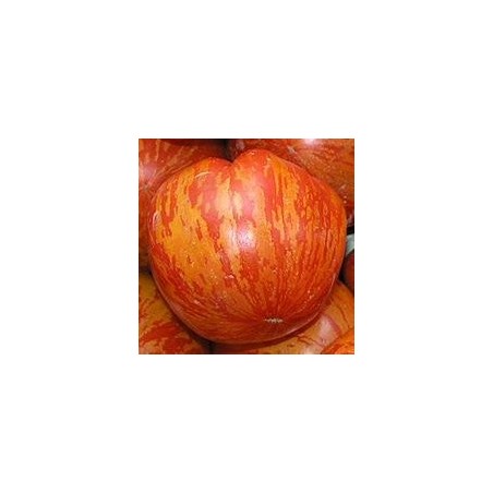 « TIGERELLA » Tomate tigrée