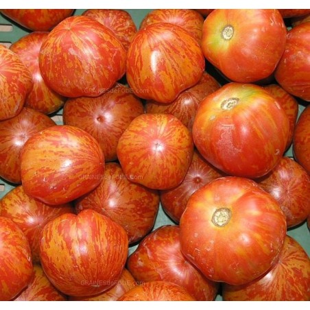 « TIGERELLA » Tomate tigrée