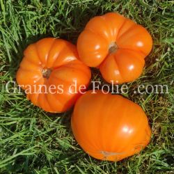 TOMATE AMANA ORANGE. variété beefsteak à gros fruits semences bio