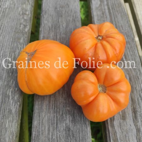 TOMATE AMANA ORANGE. variété beefsteak à gros fruits semences bio