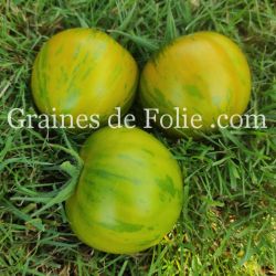 TOMATE GREEN BELL PEPPER graines semences certifiées Agriculture biologique