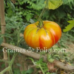 TOMATE BEAUTY KING excellente beefsteak graines semences bio