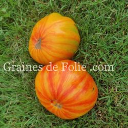 TOMATE BEAUTY KING excellente beefsteak graines semences bio