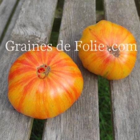 TOMATE BEAUTY KING excellente beefsteak graines semences bio