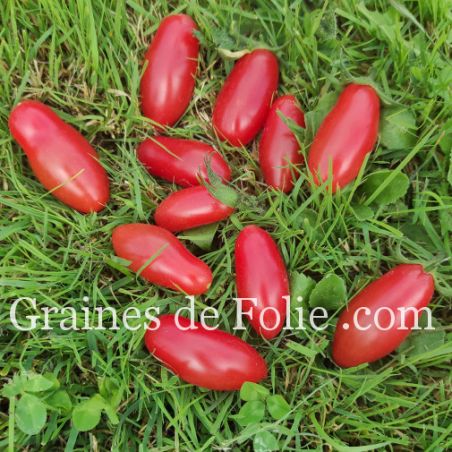 TOMATE COUCOUGNETTE DE VENDEE variété très productive. graines AB