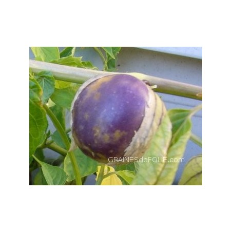 Tomatillo violet « PURPLE »