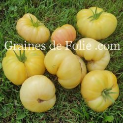 TOMATE ALFMOON CHINA beefsteak blanche graines semences anciennes bio