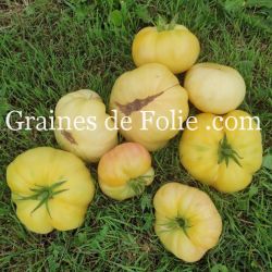 TOMATE ALFMOON CHINA beefsteak blanche graines semences anciennes bio